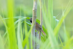 Mazaria propinqua