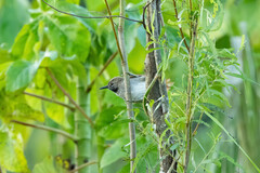 Mazaria propinqua