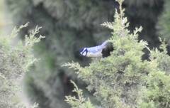 Cyanistes teneriffae