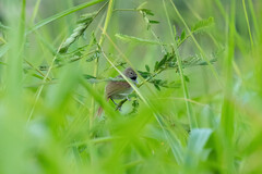 Mazaria propinqua