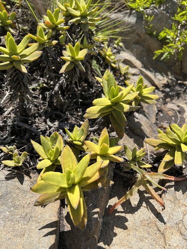 Crassula perfoliata image