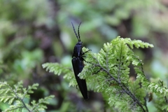 Tibionema abdominalis