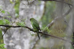 Cyanoramphus auriceps