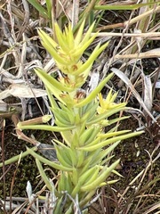 Crassula lanceolata