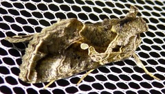 Chrysodeixis diehli