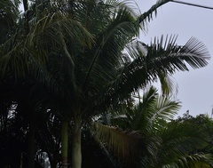 Archontophoenix cunninghamiana