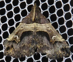 Bertula abjudicalis