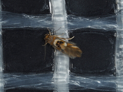 Hieromantis ephodophora