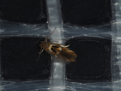 Hieromantis ephodophora