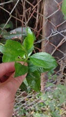 Baccharis prunifolia