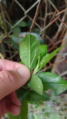 Baccharis prunifolia
