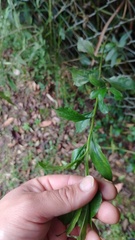 Baccharis prunifolia