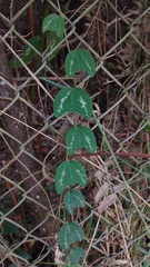 Decaloba