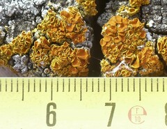 Teloschistaceae