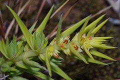 Crassula lanceolata