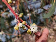 Eucalyptus melliodora