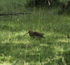 Gallinago magellanica