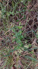 Chromolaena bullata