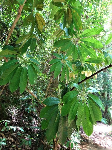 Schefflera candelabrum