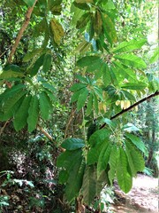 Schefflera candelabrum