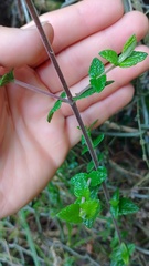 Chromolaena bullata