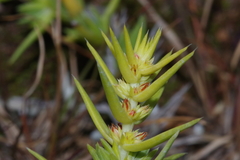 Crassula lanceolata