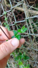 Chromolaena bullata