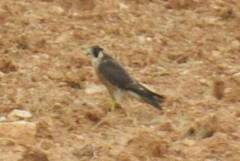 Falco peregrinus