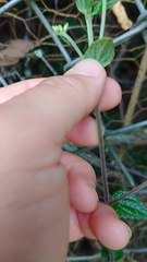 Chromolaena bullata