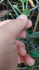 Chromolaena bullata