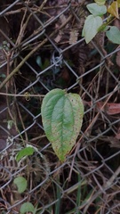 Smilax tomentosa