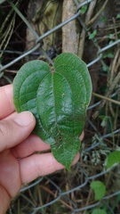 Smilax tomentosa