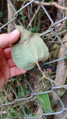 Smilax tomentosa