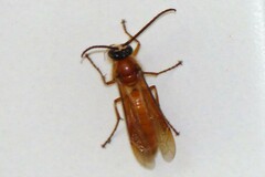 Provespa
