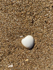 Acanthocardia tuberculata