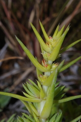 Crassula lanceolata
