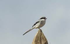 Lanius excubitor