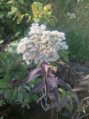 Eupatorium perfoliatum
