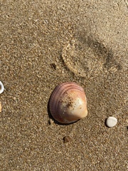 Mactra stultorum