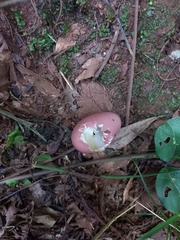 Crypturellus obsoletus