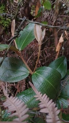 Miconia squamulosa