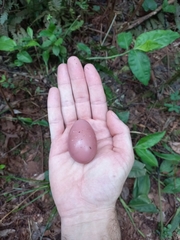 Crypturellus obsoletus