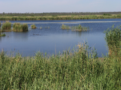 Phragmites australis