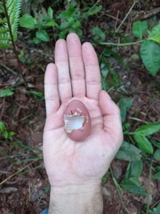 Crypturellus obsoletus