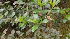 Baccharis prunifolia