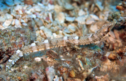 Phoxocampus diacanthus observed 2004-01-12
