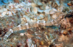 Phoxocampus diacanthus