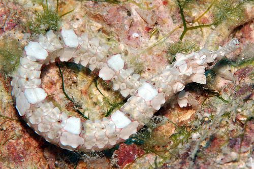 Phoxocampus diacanthus observed 2010-03-14