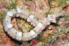 Phoxocampus diacanthus