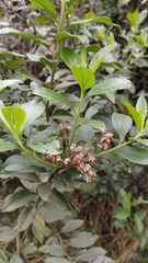 Baccharis prunifolia